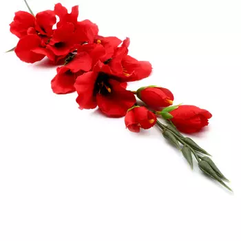 HY125-29011 Гладиолусы, 80см (C Винный)