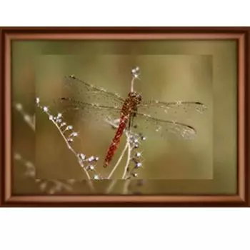 КС1068 Набор для изготовления картины со стразами 'Полёт стрекозы'