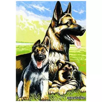 MRC1531-246 Канва с рисунком MARGOT 'Овчарки' 40*50 см