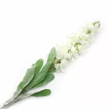 XY118-63004 Люпины, 78см (F Белый)