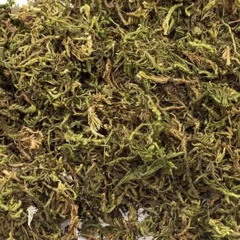 XY17-613 Мох натуральный обработанный 20гр.