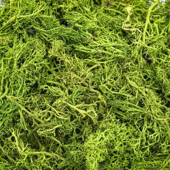 XY17-614 Мох натуральный обработанный 20гр.