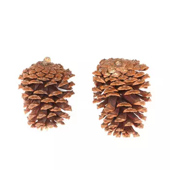 XY19-834 Шишки обработанные натуральные длина 10-12 см, ширина 6-8 см, 2шт/упак (Натуральный)