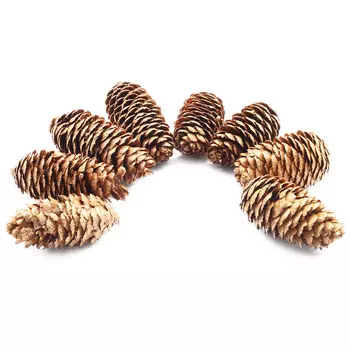 XY19-844 Шишки обработанные натуральные длина 6-8 см, ширина 3-4 см, 8шт/упак (Золото)