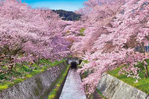 1000 Piece Jigsaw Puzzle Puzzle Master Cherry Blossoming Lake Biwa Canal Shiga Aim! - (50x75cm)