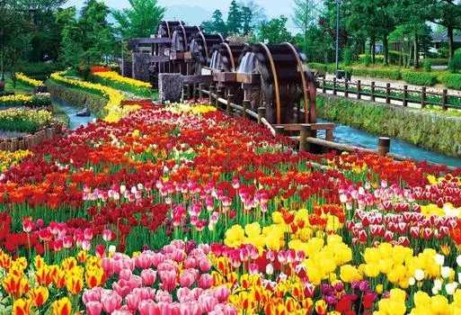 Пазл из 1000 деталей Тюльпан пять водяных колес Парк (49x72см)