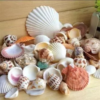 100 г смешанные морские пляжные ракушки, ремесла, ракушки, декор для аквариума, реквизит для фотосессии