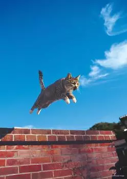 108 Piece Jigsaw Puzzle Mitsuaki Iwago Jumping Cat (18.2x25.7cm)