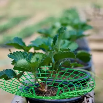 10Pcs Strawberry Stand Plant Support Vegetables Grow Holder for Home Garden Greenhouse Planting Accessories Supplies