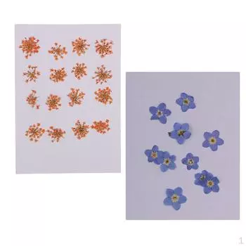 16x Dried Pressed Flowers x for DIY