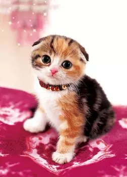 216 Piece Jigsaw Puzzle Puzzle Master Cute Animals Collection Osmash Cat Small Piece (18.2x25.7cm)