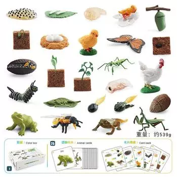 25 Simulated Insect Growth Cycle Card Set Plant Bee Butterfly Frog Mantis Model Ornament Toy