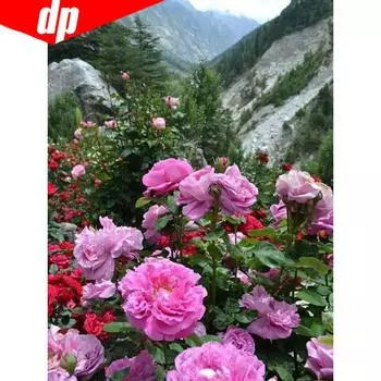 Алмазная мозаика 5D для DIY Пионы 20X30CM