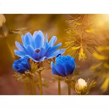 5D DIY Алмазная картина Синий цветок Набор для вышивки крестом Мозаика Алмазная вышивка Роза Полный Круг/Квадрат Украшение для дома Round 20x30cm