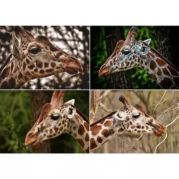 5D DIY Алмазная картина со стразами, фотографии животных, полная алмазная вышивка, Жираф, мозаика, набор для вышивки крестом, домашний декор, подарки Full Round 20x30CM