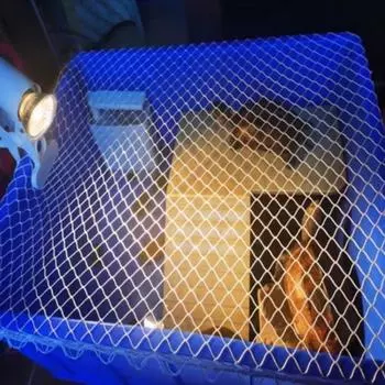Adjustable Turtle Tank Anti-escape Net Elastic Fish Protection Net for Turtle Reptile M