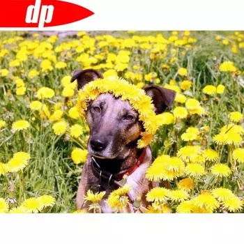 Алмазная мозаика Собака 5d Алмазная картина Цветок Алмазная вышивка Животное Изображение Стразы 20X30CM