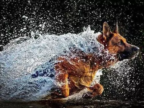 Алмазная вышивка Craft Painting 5D Diamond Painting Water Running Dog Стразы Вышивка Arts 20X30CM