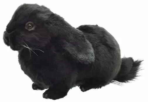 BH8142 HANSA Holland Lop Черный 33