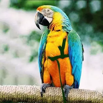 Bird Harness - Bird Leash for Conures- Adjustable Parrot Leash Bird Nylon Rope, Anti Bite Suitable for All Kinds of Parrots Dove XS зелёный