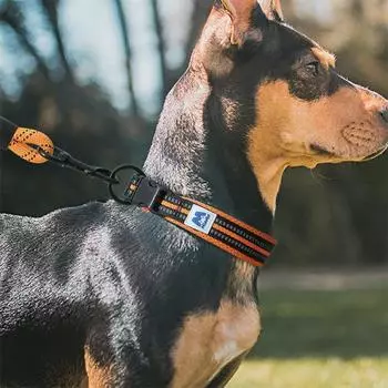 Cross-border Dog Collar Small Dog Collar Large Dog Collar Guard Medium Teddy Pet Supplies Dog Collar Supplies XS оранжевый