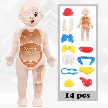 Детская игрушка-головоломка Монтессори 3D, модель анатомии человеческого тела, образовательная игрушка для изучения органов, обучающий инструмент для детей