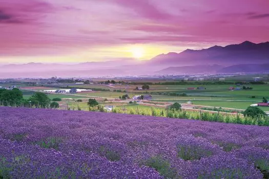 Epoch 1000 Piece Jigsaw Puzzle Puzzle Master Lavender Furano Hokkaido Aim! - (50x75cm)