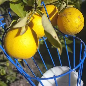 Fruit Picking Machine Fruit Collection Picking Catcher Device Is Practical And Convenient Fruit Picking Machine Gardening Tool красный