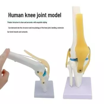 Functional Human Knee Joint Model with Meniscus and Cruciate Ligaments for Teaching Size 1: Standard anatomical size