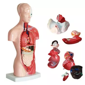 Головоломка ziyue Human Model Puzzle 28 см, 15 частей, съемная модель скелета человека, образец скелета, игрушка для студентов-медиков, врачей, дошкольников и школьников