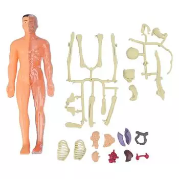 Human Body Model Toys DIY Assembly Human Body Teaching Model Early Education Toy for Above 6 Years