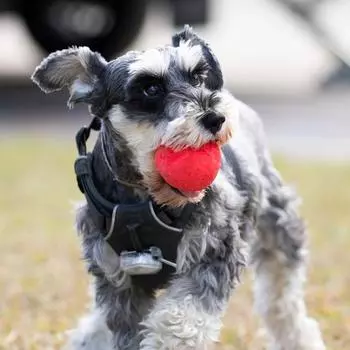 Игрушка для собак Canine Engineering Bouncy Wunderball, резиновый мяч L, зеленый, 1 шт.
