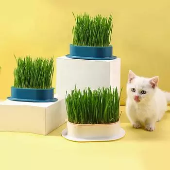 Кошачья трава в горшках семена рассадный лоток ленивая посадка беспочвенная гидропоника кошачья трава кошачья шерсть семена пшеницы закуски