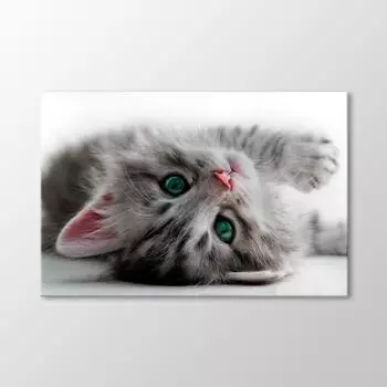Котенок