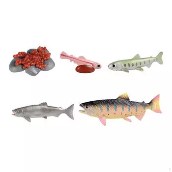 Life Cycle of Salmon Toys Montessori Fish Growth Figure Teaching Birthday Gifts