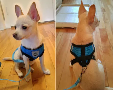 Mesh Dog Harness and Leash Set Soft Breathable Dogs Harness Puppy Pet Cat Vest Harness 3 Sizes For Chihuahua Teddy Poddle S чёрный