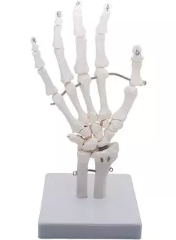 Monolife Wrist Joint Model Wrist Joint Hand Skeleton Model Educational Model Right Hand Wrist Movement Type