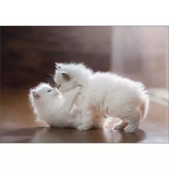 Пазл BN Cats Mischief Jigsaw Puzzle 10-066, 1000 деталей, разные цвета