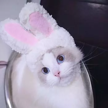 Pet Hat Light Weight Polyester Soft Comfortable Portable Cute Cat Cap for Cats Dogs White Rabbit