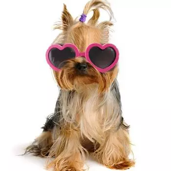 Pet sunglasses suitable for small dogs and cats. Waterproof and caring glasses with adjustable straps for outdoor travel синий