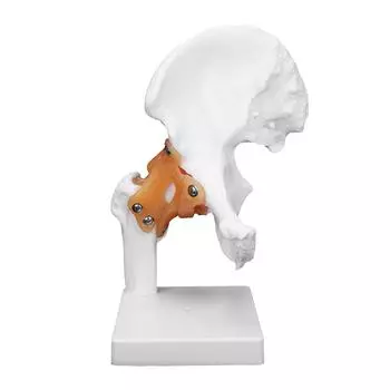 Professional Hip Bone Model Realistic Human Hip Joint Model Hip Joint Teaching Skeleton