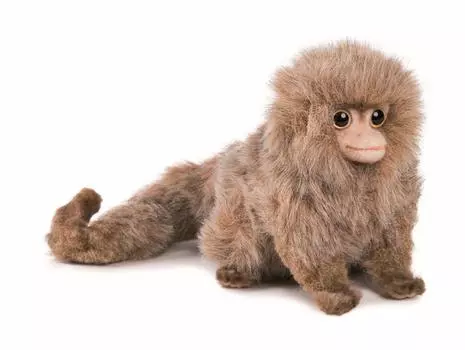 Pygmy marmoset No.4688