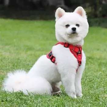 Шлейка Tookka Comfortable Dog Pet Happy Dog Tookka, красная, 1 шт.