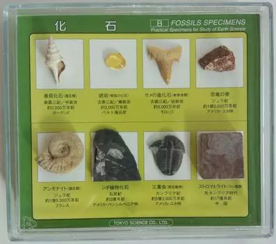 Tokyo Science 8 типов ископаемых образцов зуб акулы динозавр папоротник (ископаемая улитка, янтарь, ископаемое, кость, аммонит, ископаемое, трилобит, строматолит)