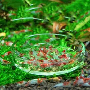 Yousheng Кристалл Красная Черри Креветки Круглая Стеклянная Кормушка Для Аквариума Блюдо Кормушка 6cm