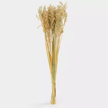 Букет декоративный, 60 см, сухоцвет, Овес, Dried flower