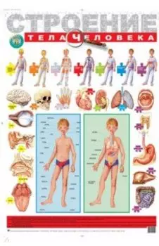 Детский плакат. Строение тела человека