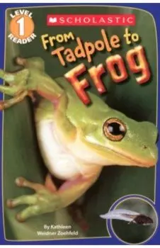 From Tadpole to Frog. Level 1