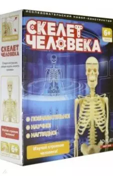 Исследовательский набор Скелет человека