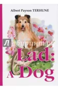 Lad. A Dog